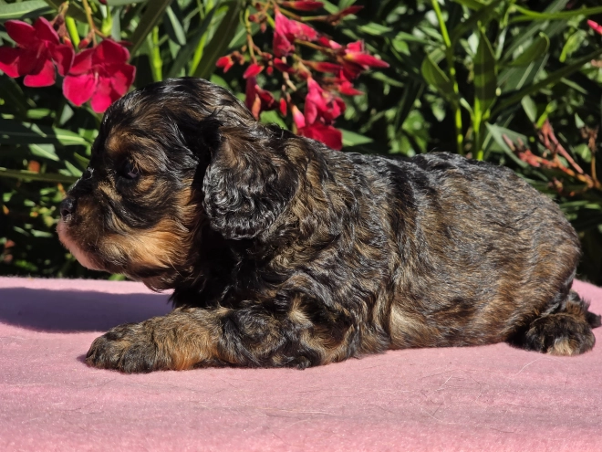Cavapoo puppy for sale