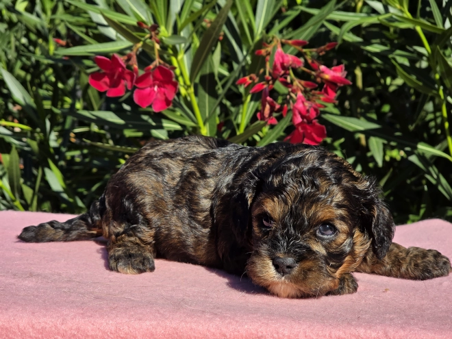 Cavapoo puppy for sale