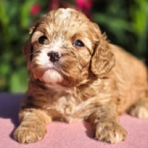 Jaquelin, golden Cavapoo Welpen kaufen