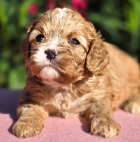 Perros Cavapoo en venta