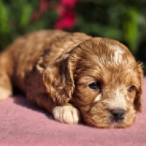 Jenny, golden Cavapoo Welpen kaufen