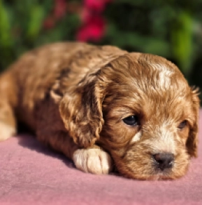 Perros Cavapoo en venta