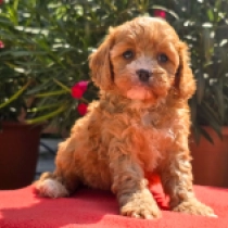 Jenny, golden Cavapoo en venta