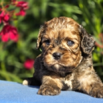 Jack – F1, sable Cavapoo Welpen kaufen