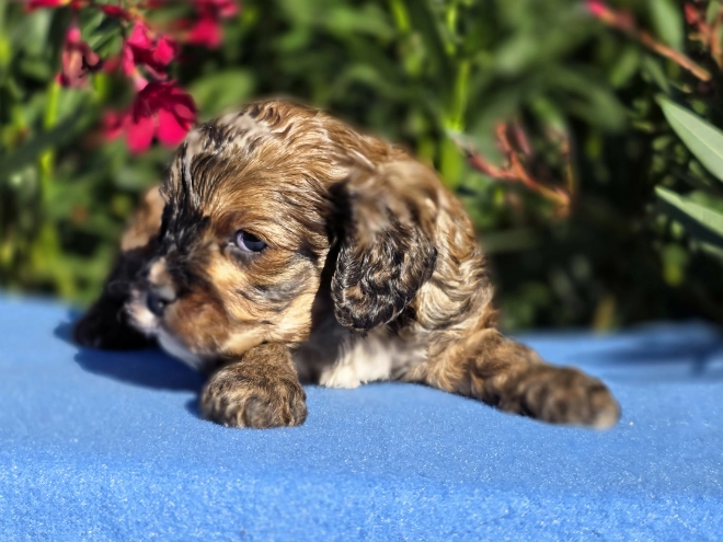 Cavapoo puppy for sale