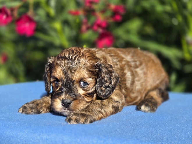 Cavapoo puppy for sale