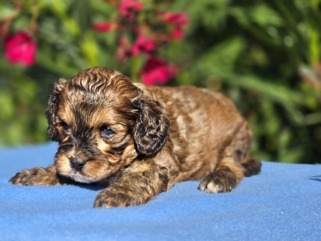 Cavapoo puppy for sale