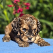 John – F1, sable Cavapoo Welpen kaufen