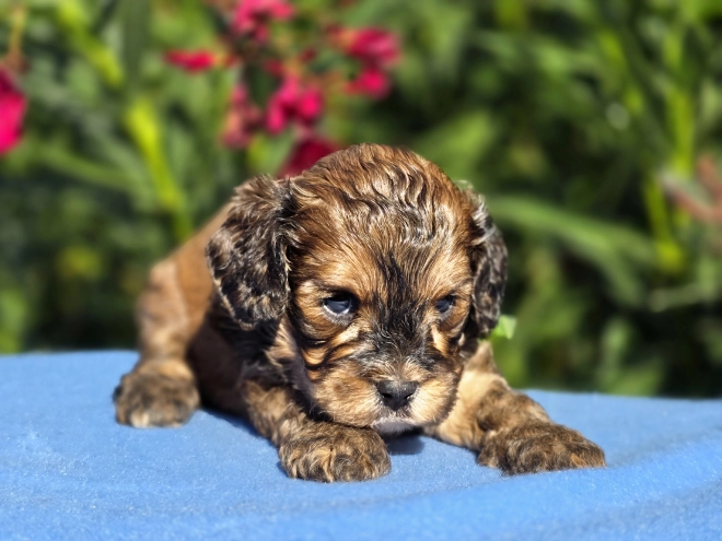 Cavapoo puppy for sale