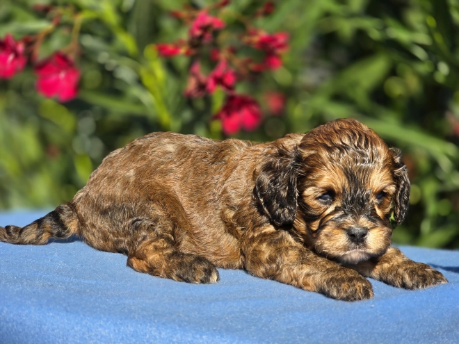 Cavapoo puppy for sale