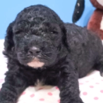 Black Rose – F1b, black Cavapoo Welpen kaufen