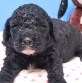 Cavapoo puppy for sale