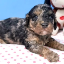 Maximus – F1b, merle Cavapoo Welpen kaufen