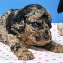 Wonderful Merlin – F1b, merle Cavapoo Welpen kaufen