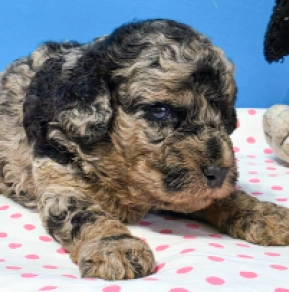 Cavapoo puppy for sale