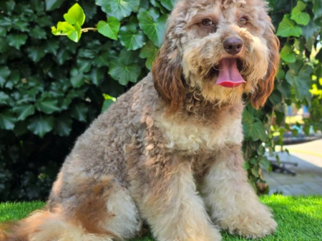Cavapoo Welpe kaufen