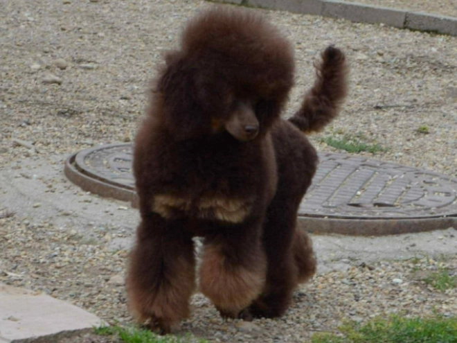 Cavapoo puppy for sale