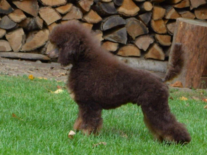 Cavapoo puppy for sale