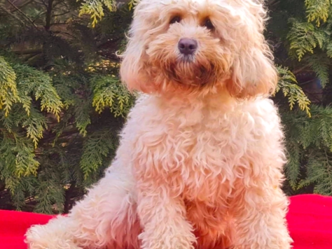 Cavapoo puppy for sale