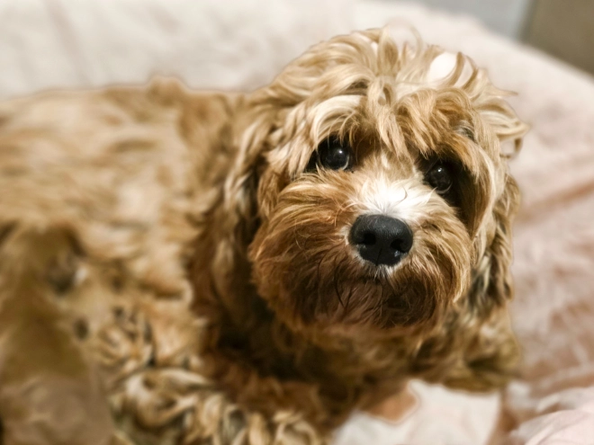 Cavapoo puppy for sale