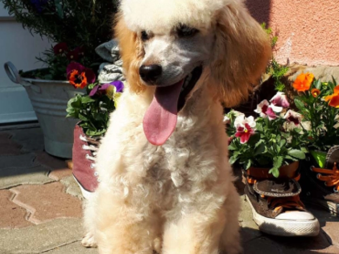 Cavapoo puppy for sale