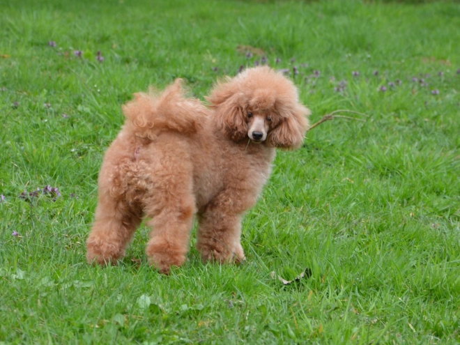 Cavapoo puppy for sale
