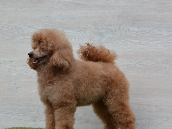 Cavapoo puppy for sale