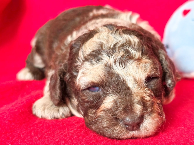 Cavapoo Welpe kaufen