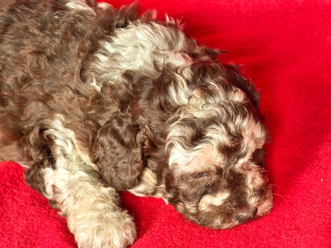 Cavapoo Welpe kaufen