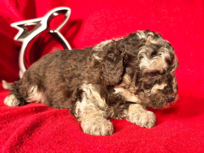 Cavapoo Welpe kaufen