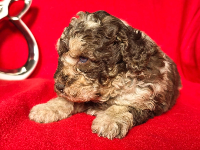 Cavapoo Welpe kaufen