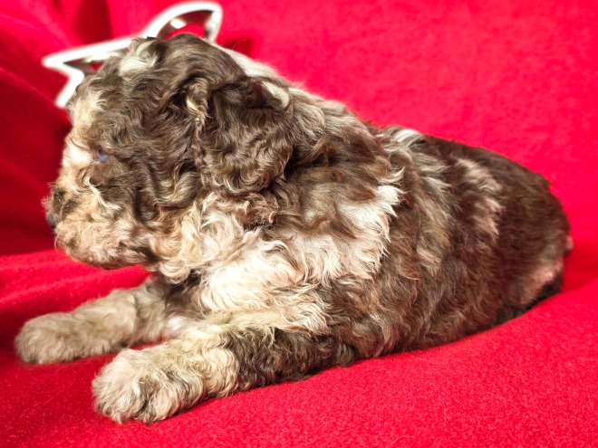 Cavapoo Welpe kaufen