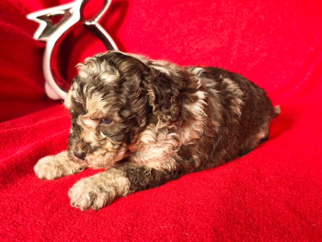 Cavapoo Welpe kaufen