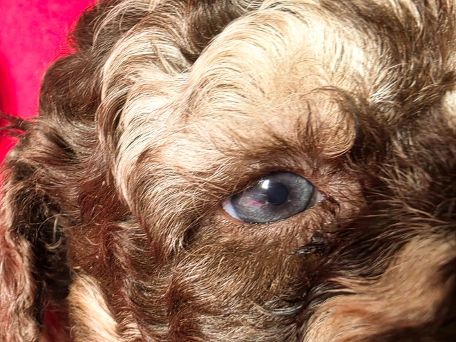 Cavapoo Welpe kaufen