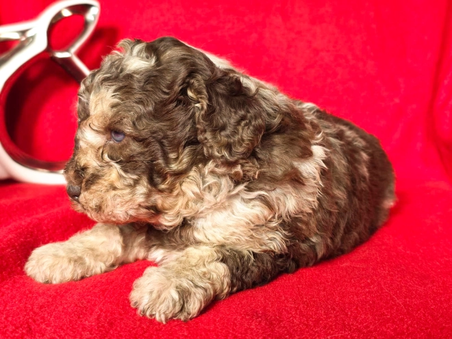 Cavapoo Welpe kaufen