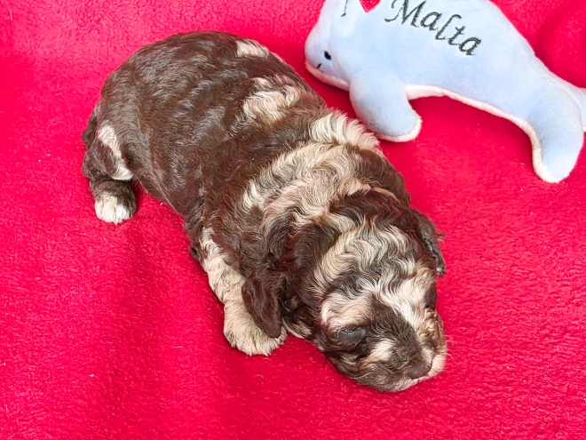 Cavapoo Welpe kaufen
