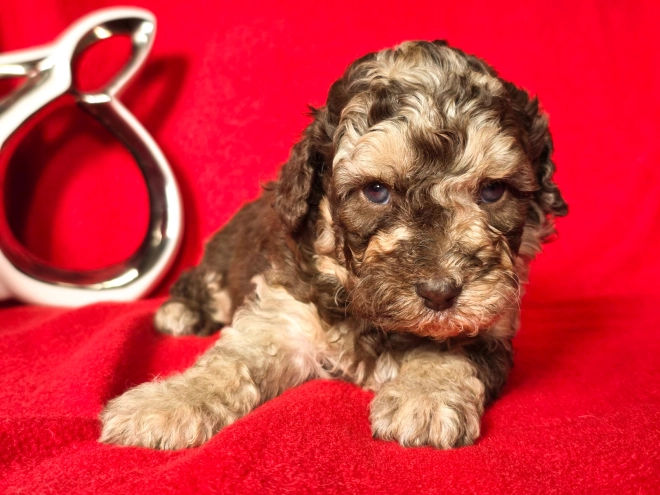 Cavapoo Welpe kaufen