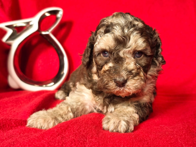 Cavapoo Welpe kaufen