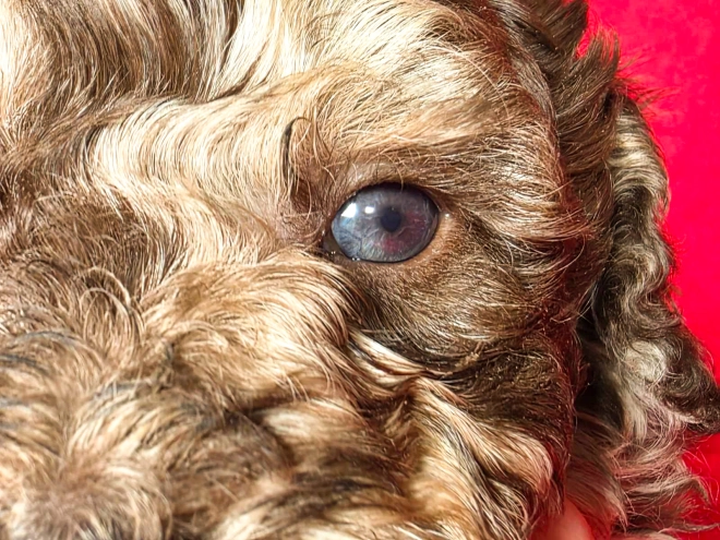 Cavapoo Welpe kaufen