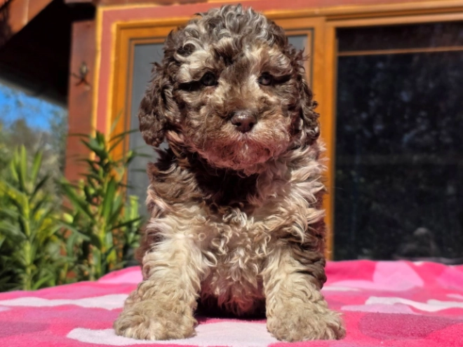 Cavapoo Welpe kaufen