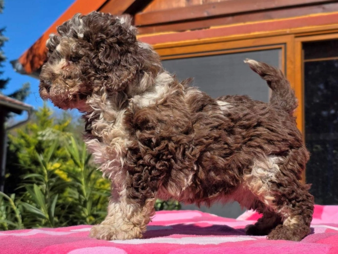 Cavapoo Welpe kaufen