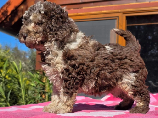 Cavapoo Welpe kaufen