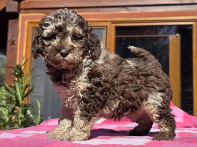 Cavapoo Welpe kaufen