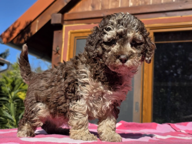 Cavapoo Welpe kaufen