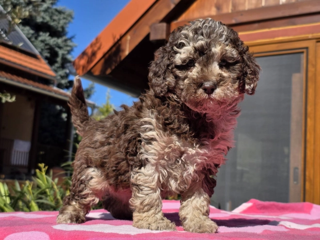 Cavapoo Welpe kaufen