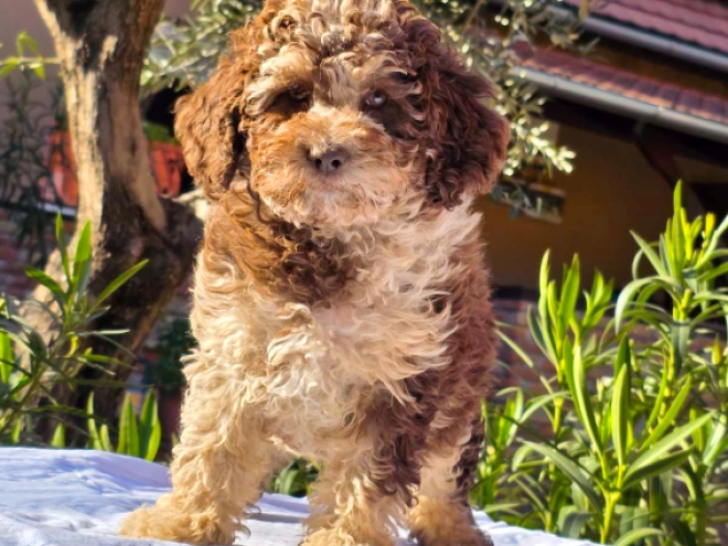 Cavapoo Welpe kaufen