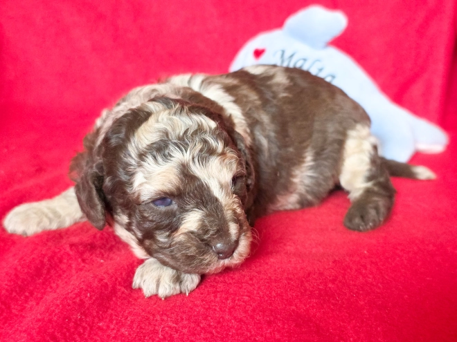 Cavapoo Welpe kaufen