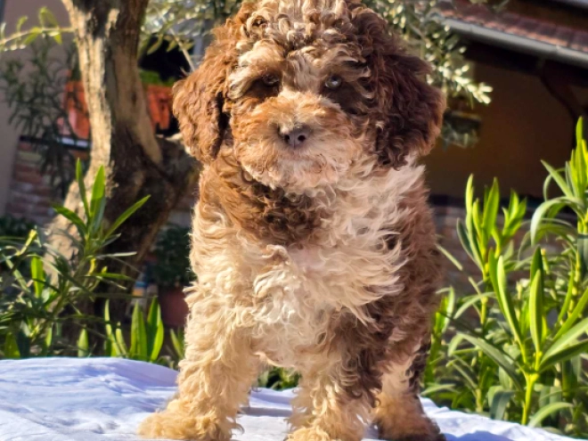 Cavapoo Welpe kaufen
