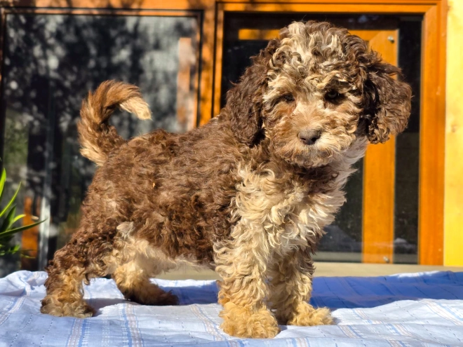 Cavapoo Welpe kaufen