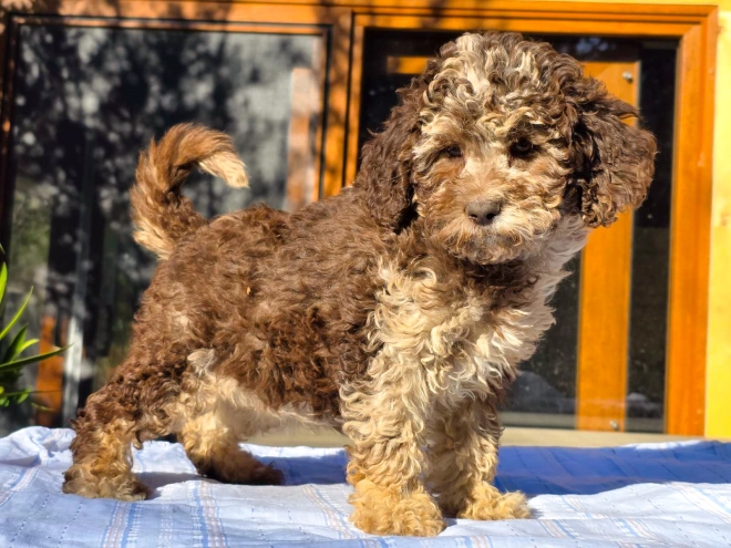 Cavapoo Welpe kaufen
